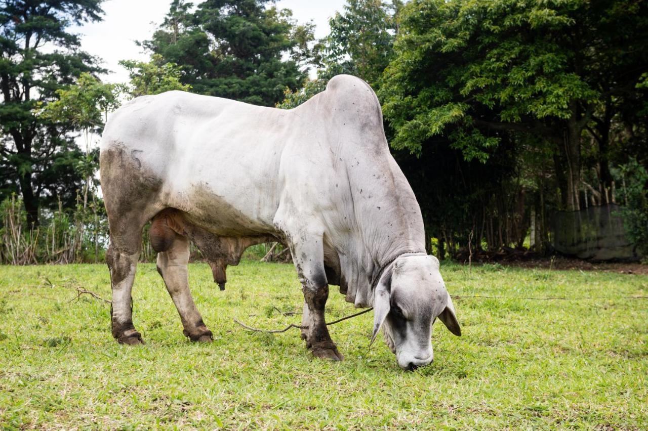 Hotel & Spa Escondite De La Montana Sabana Redonda Kültér fotó